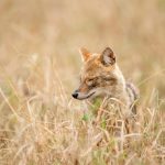 Golden Jackal (Canis aureus) @ Pench National Park, India. Photo: Håvard Rosenlund