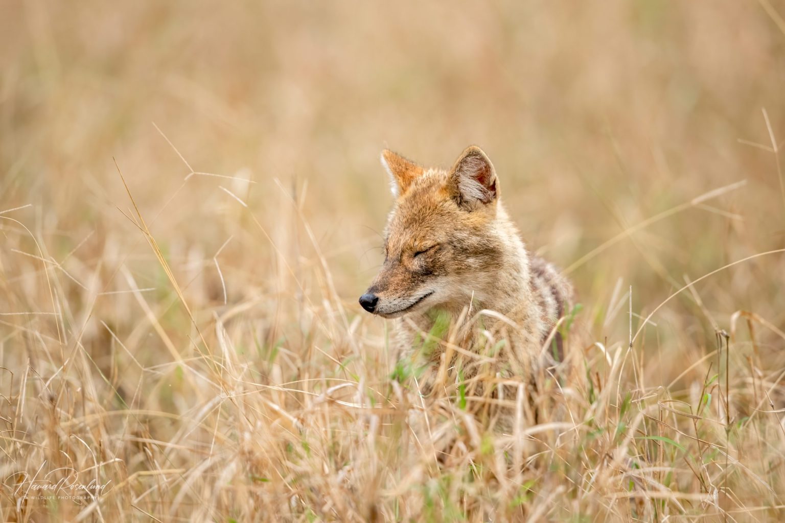Gullsjakal (Canis aureus) @ Pench National Park, India. Foto: Håvard Rosenlund