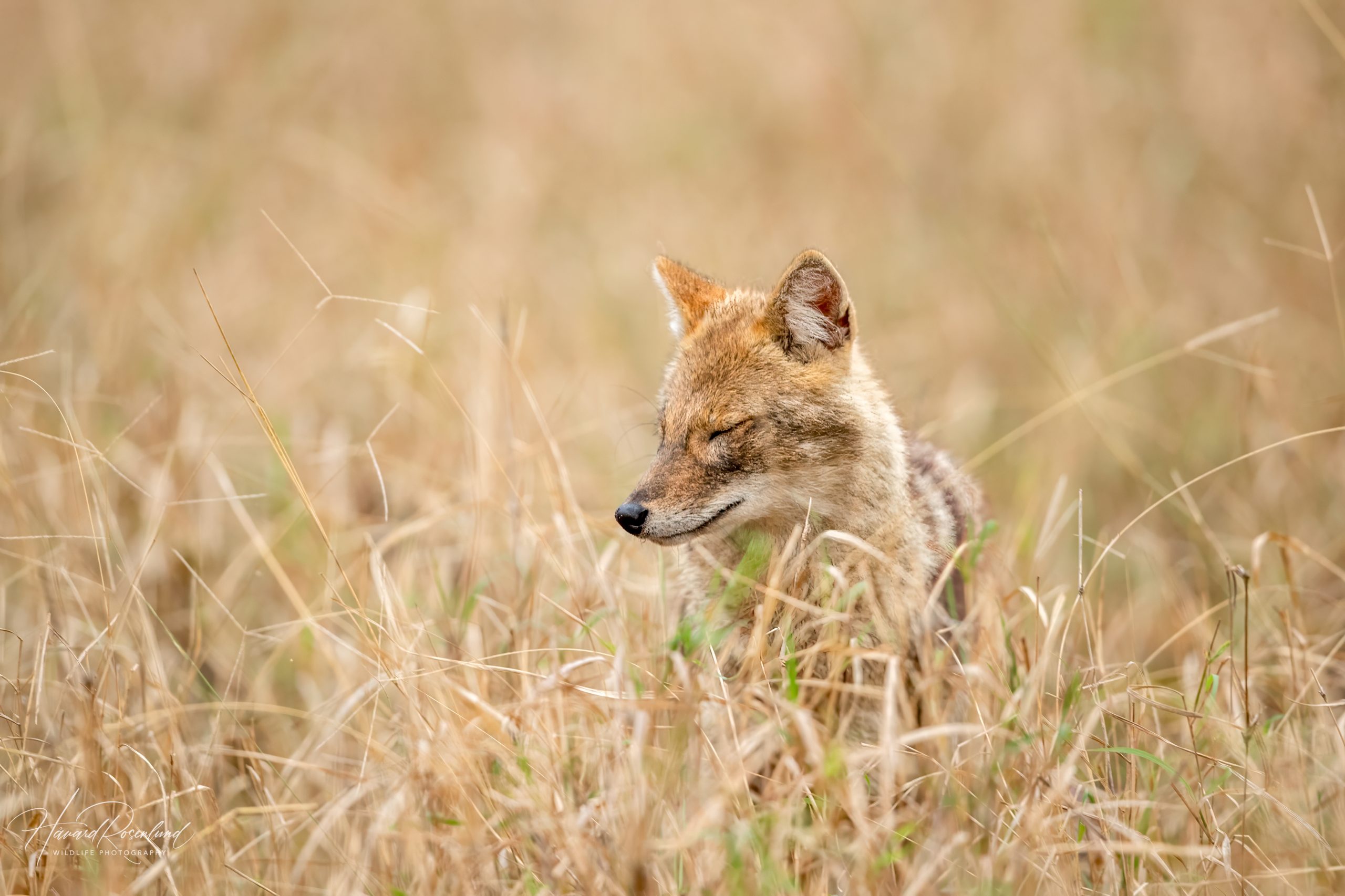 Golden Jackal (Canis aureus) @ Pench National Park, India. Photo: Håvard Rosenlund