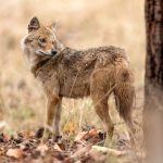 Golden Jackal (Canis aureus) @ Pench National Park, India. Photo: Håvard Rosenlund