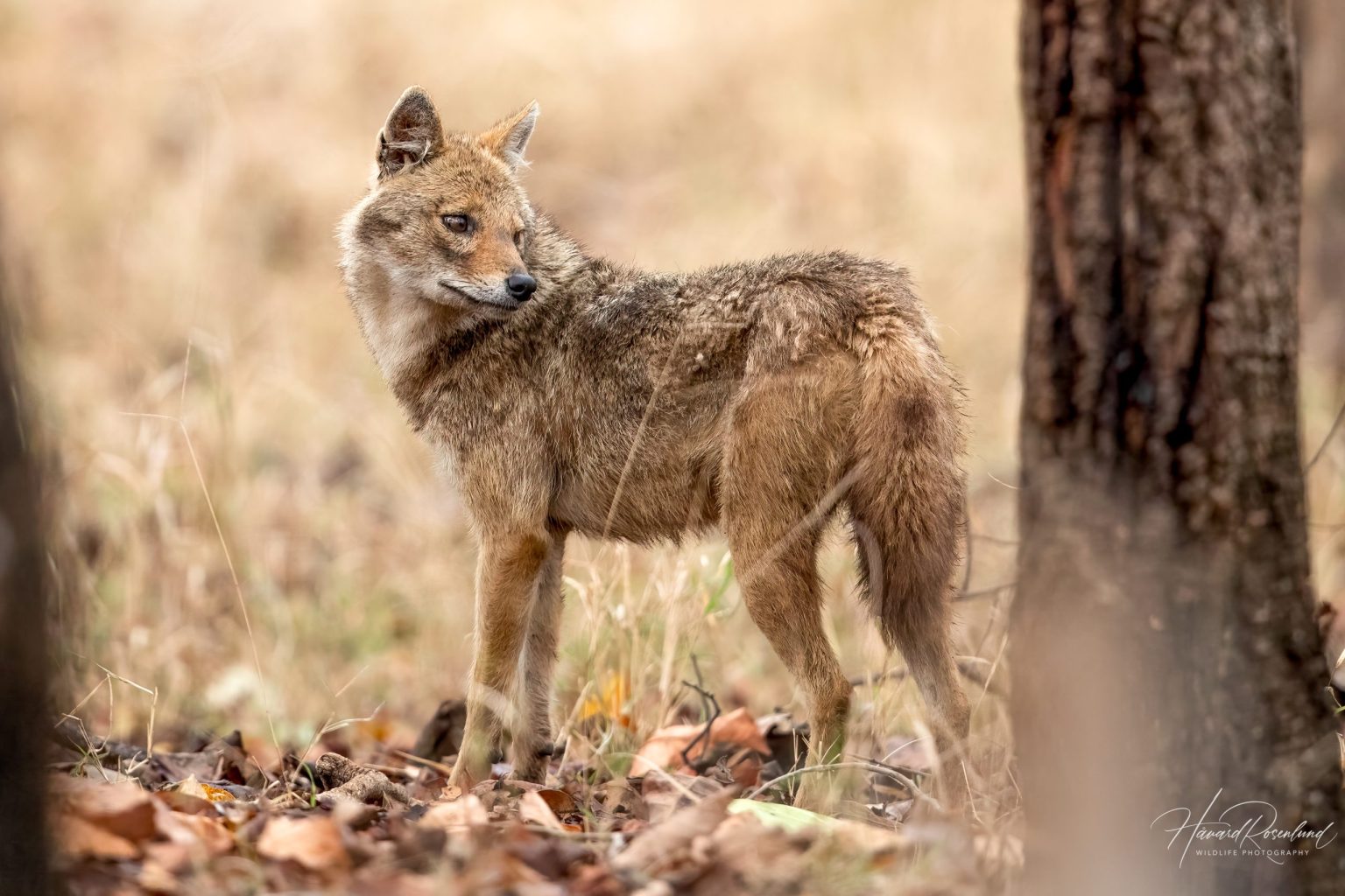 Golden Jackal (Canis aureus) @ Pench National Park, India. Photo: Håvard Rosenlund