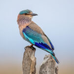 Indian Roller (Coracias benghalensis) @ Pench National Park, India. Photo: Håvard Rosenlund