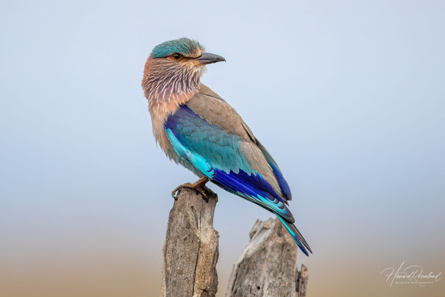 Indian Roller (Coracias benghalensis) @ Pench National Park, India. Photo: Håvard Rosenlund