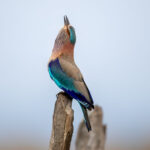 Indian Roller (Coracias benghalensis) @ Pench National Park, India. Photo: Håvard Rosenlund