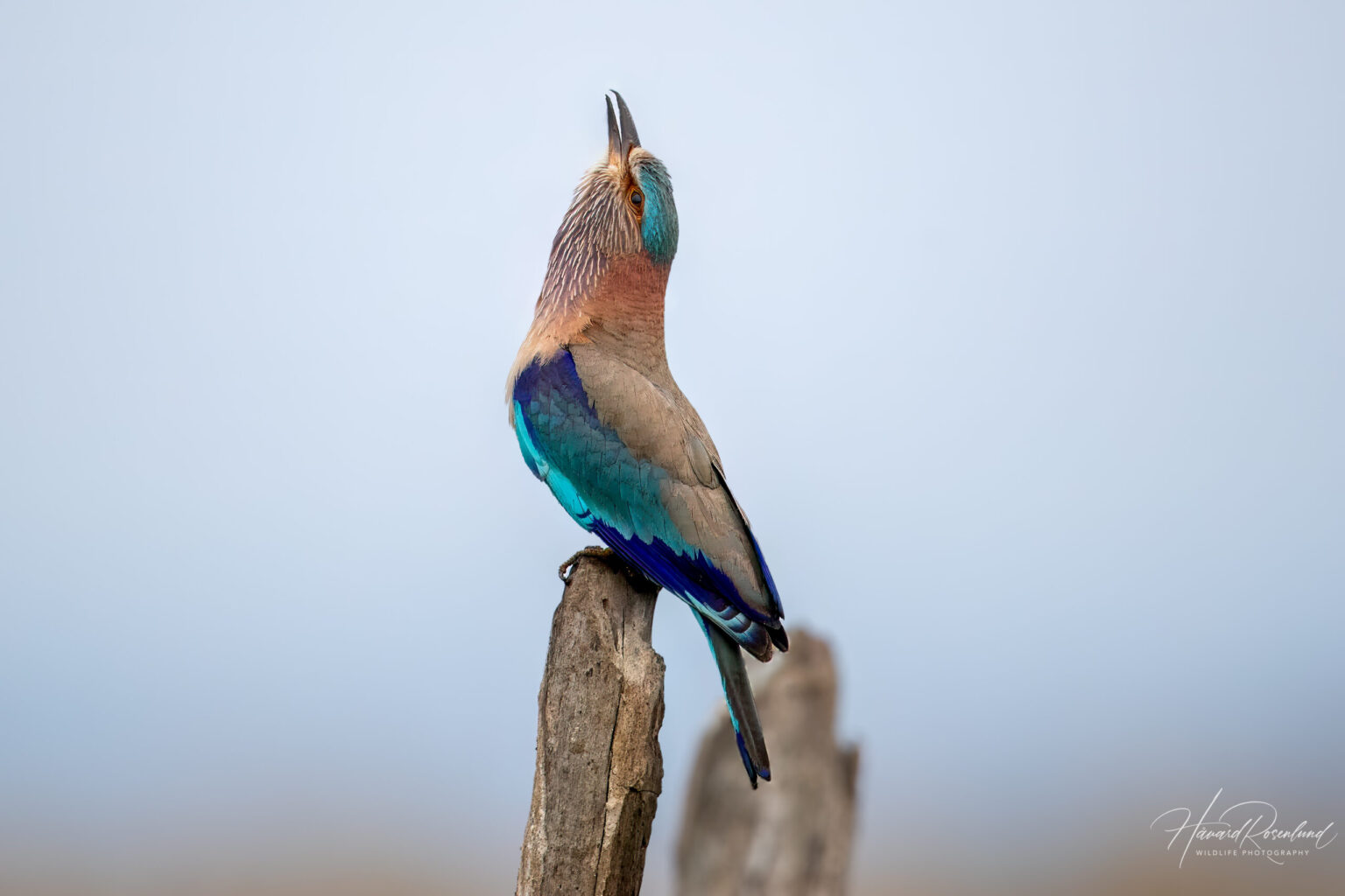 Bengalråke (Coracias benghalensis) @ Pench National Park, India. Foto: Håvard Rosenlund