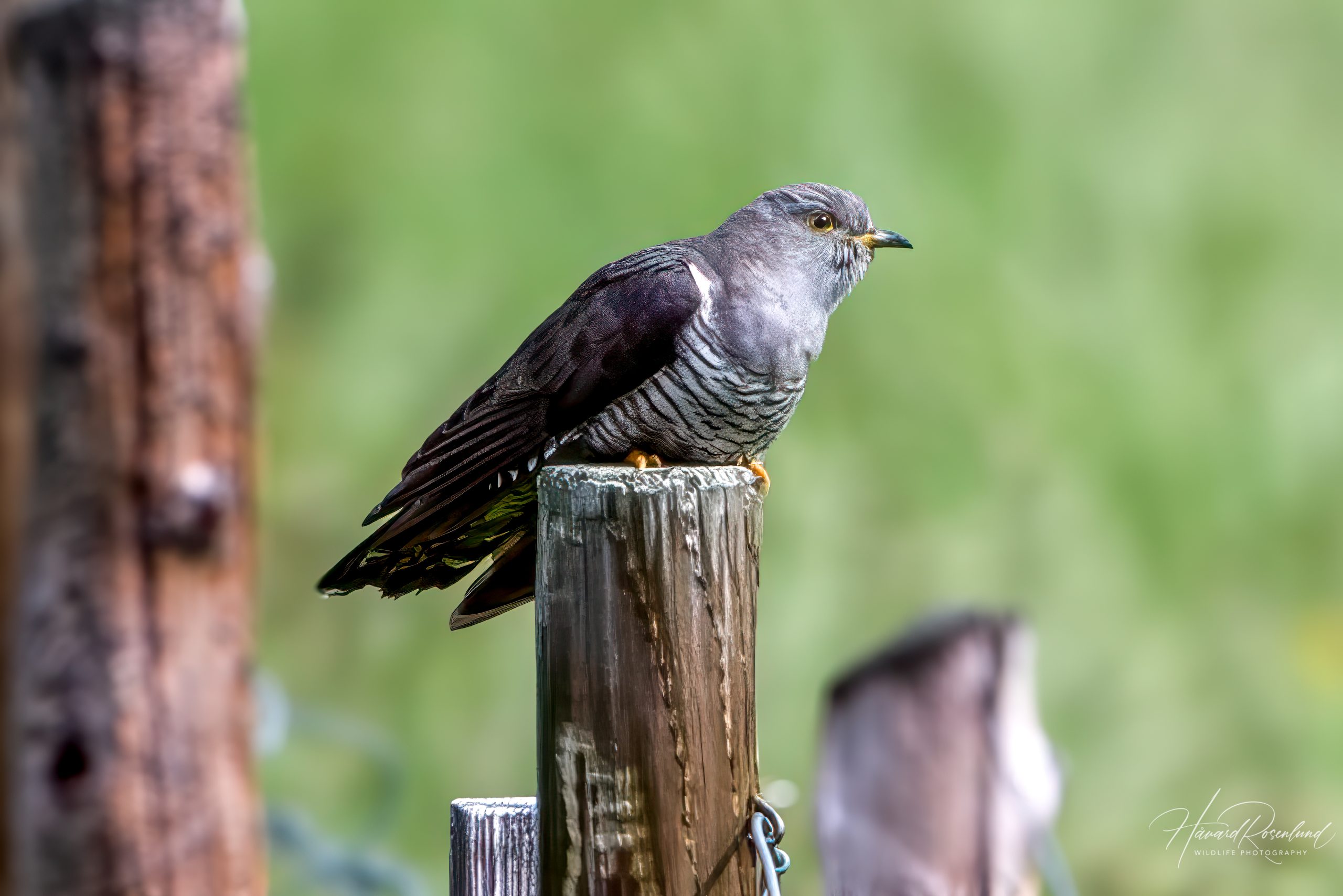 Common Cuckoo (Cuculus canorus) @ Fokstumyra Nature Reserve, Norway. Photo: Håvard Rosenlund