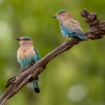 Indian Roller (Coracias benghalensis) @ Kanha National Park, India. Photo: Håvard Rosenlund