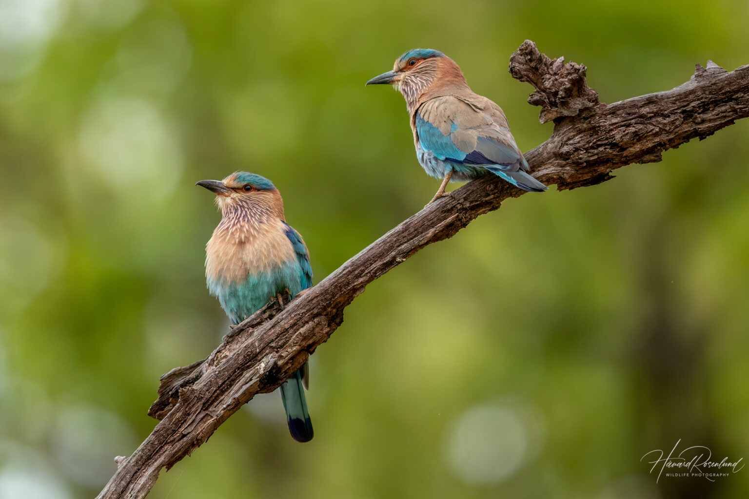 Bengalråke (Coracias benghalensis) @ Kanha National Park, India. Foto: Håvard Rosenlund