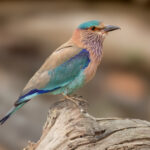 Indian Roller (Coracias benghalensis) @ Kanha National Park, India. Photo: Håvard Rosenlund