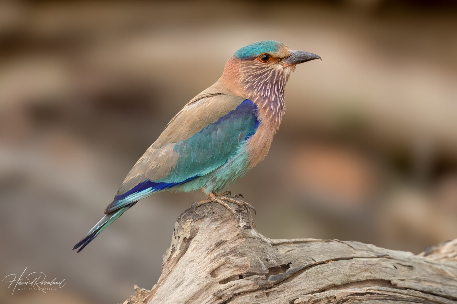 Indian Roller (Coracias benghalensis) @ Kanha National Park, India. Photo: Håvard Rosenlund