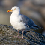 European Herring Gull (Larus argentatus) @ Lista, Norway. Photo: Håvard Rosenlund