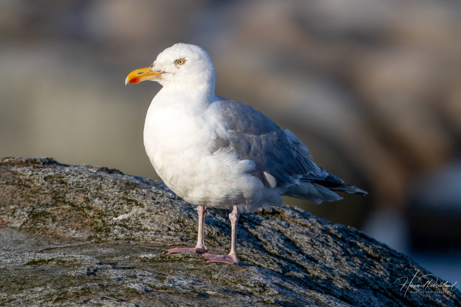 European Herring Gull (Larus argentatus) @ Lista, Norway. Photo: Håvard Rosenlund
