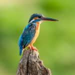 Common Kingfisher (Alcedo atthis) @ Satpura National Park, India. Photo: Håvard Rosenlund