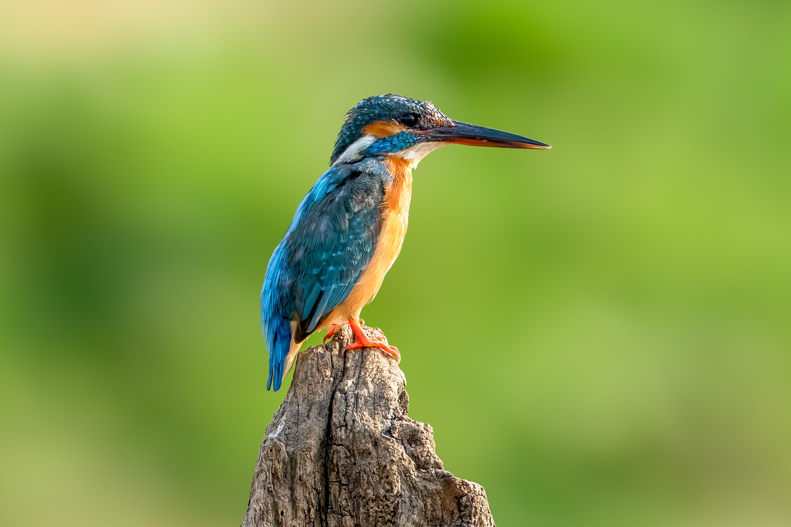 Common Kingfisher (Alcedo atthis) @ Satpura National Park, India. Photo: Håvard Rosenlund