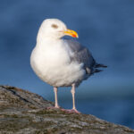 European Herring Gull (Larus argentatus) @ Lista, Norway. Photo: Håvard Rosenlund