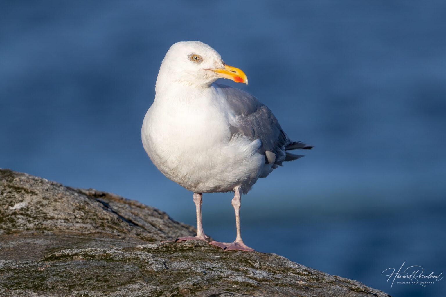 European Herring Gull (Larus argentatus) @ Lista, Norway. Photo: Håvard Rosenlund