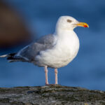 European Herring Gull (Larus argentatus) @ Lista, Norway. Photo: Håvard Rosenlund
