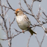 Redpoll (Acanthis flammea) @ Fokstumyra Nature Reserve, Norway. Photo: Håvard Rosenlund
