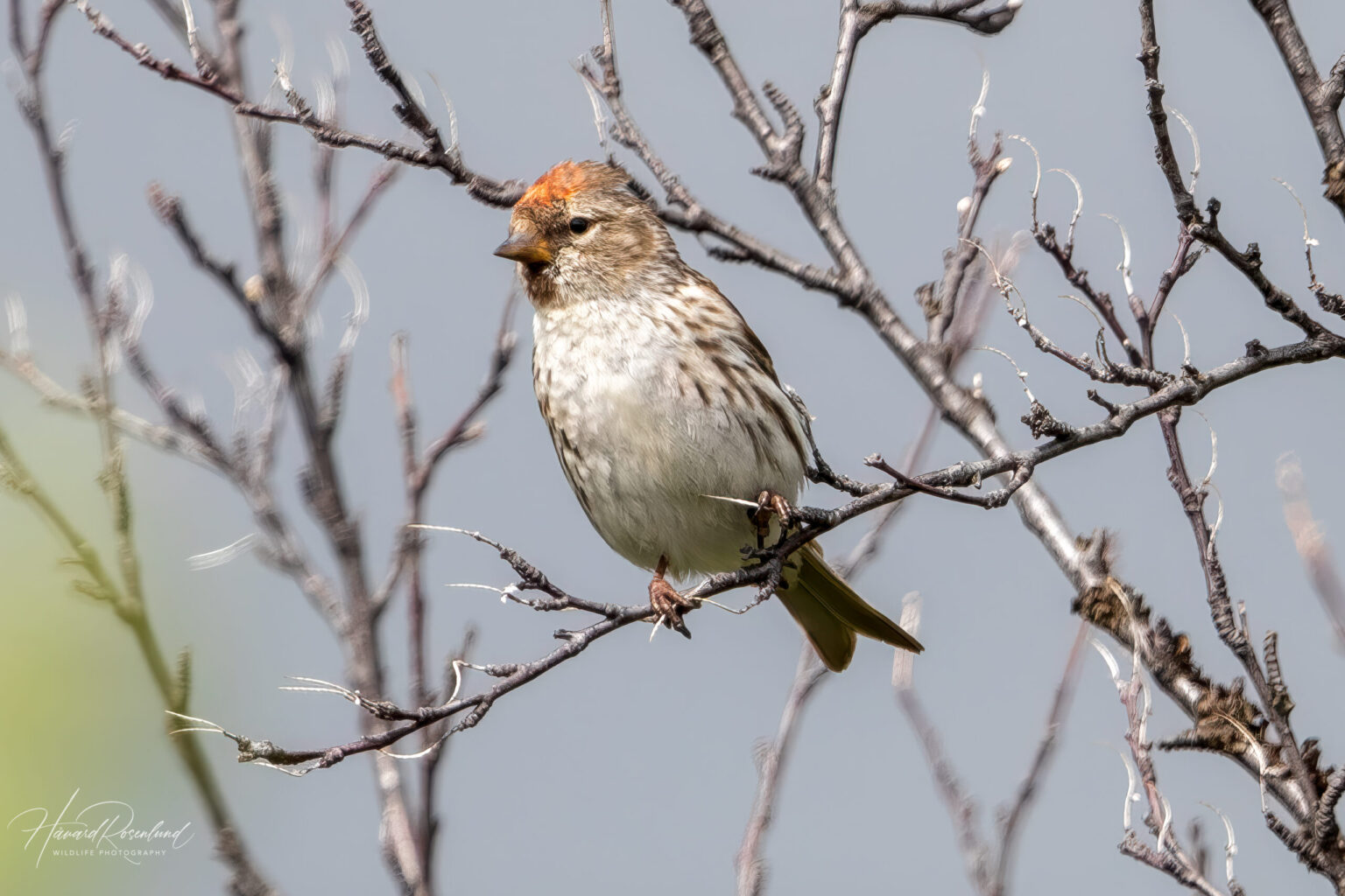 Redpoll (Acanthis flammea) @ Fokstumyra Nature Reserve, Norway. Photo: Håvard Rosenlund