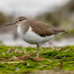 Common Sandpiper (Actitis hypoleucos) @ Fornebu, Norway. Photo: Håvard Rosenlund