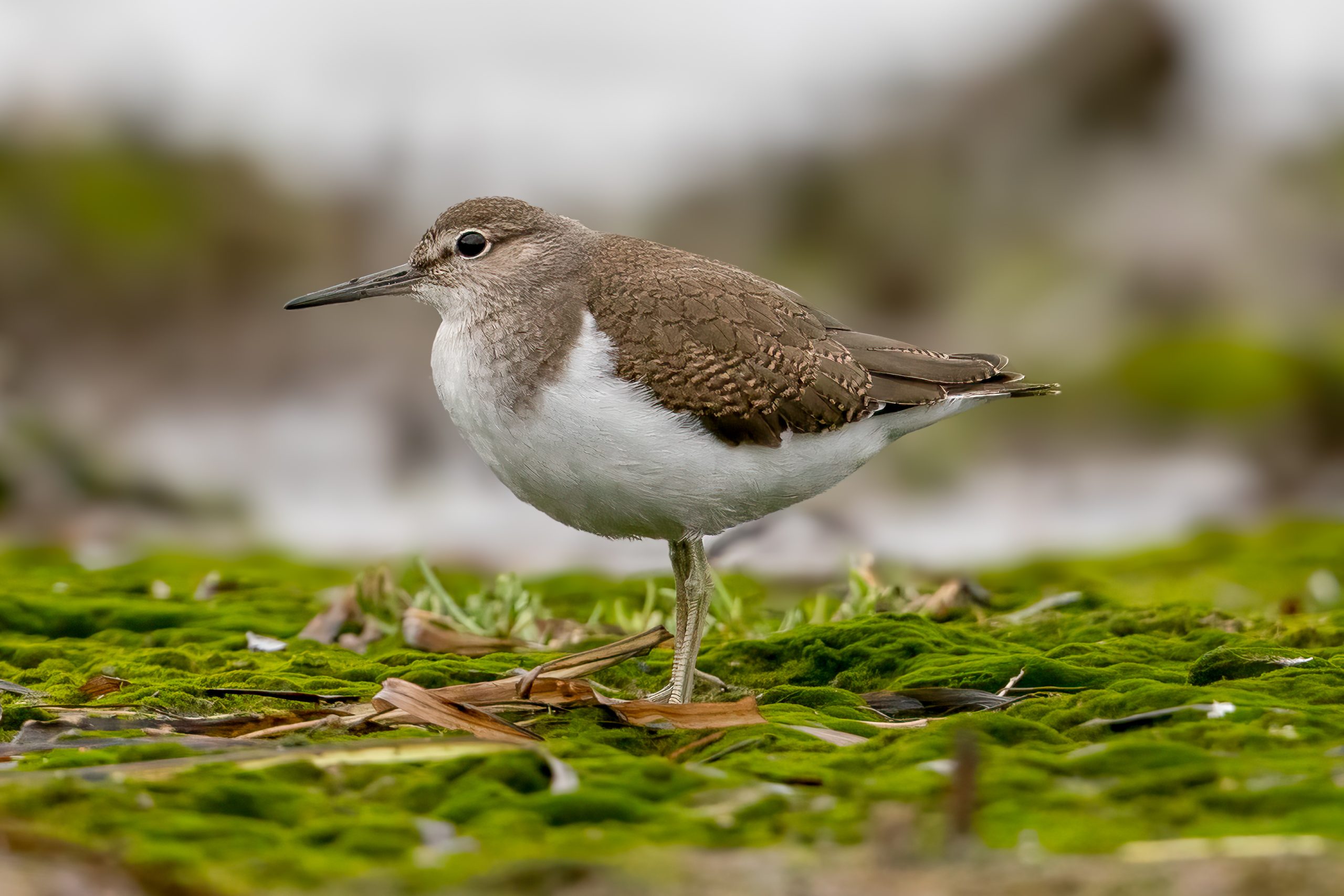 Common Sandpiper (Actitis hypoleucos) @ Fornebu, Norway. Photo: Håvard Rosenlund