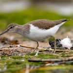 Common Sandpiper (Actitis hypoleucos) @ Fornebu, Norway. Photo: Håvard Rosenlund