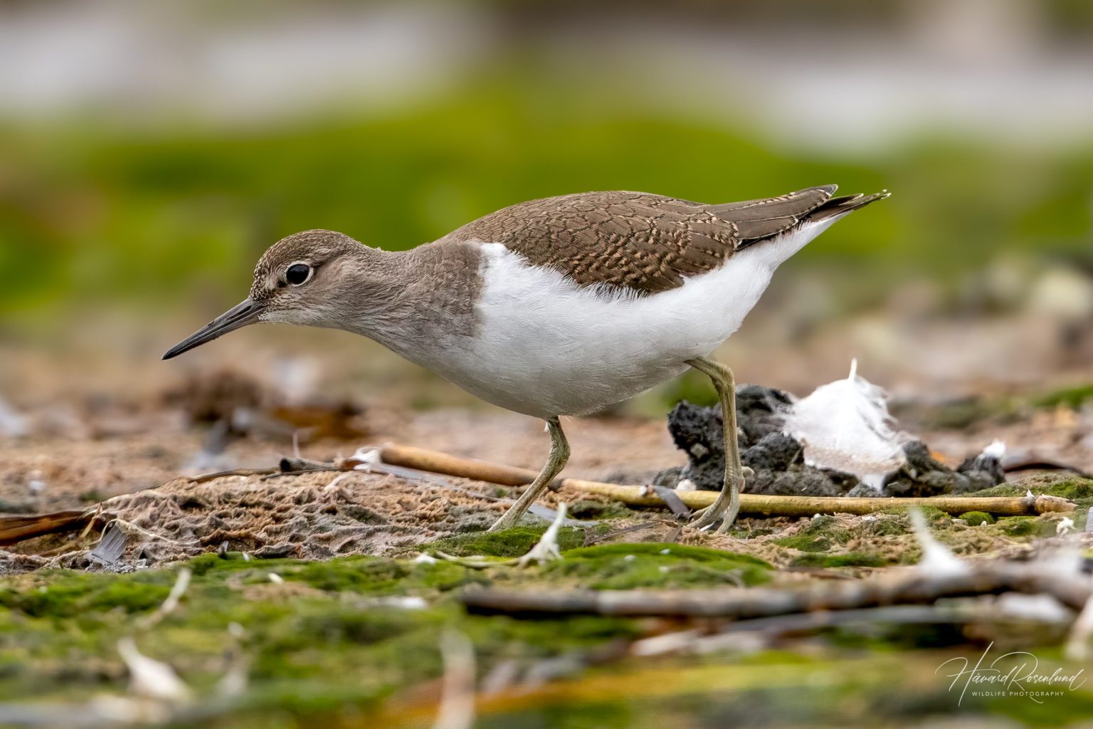 Common Sandpiper (Actitis hypoleucos) @ Fornebu, Norway. Photo: Håvard Rosenlund