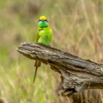 Asian Green Bee-eater (Merops orientalis) @ Kanha National Park, India. Photo: Håvard Rosenlund