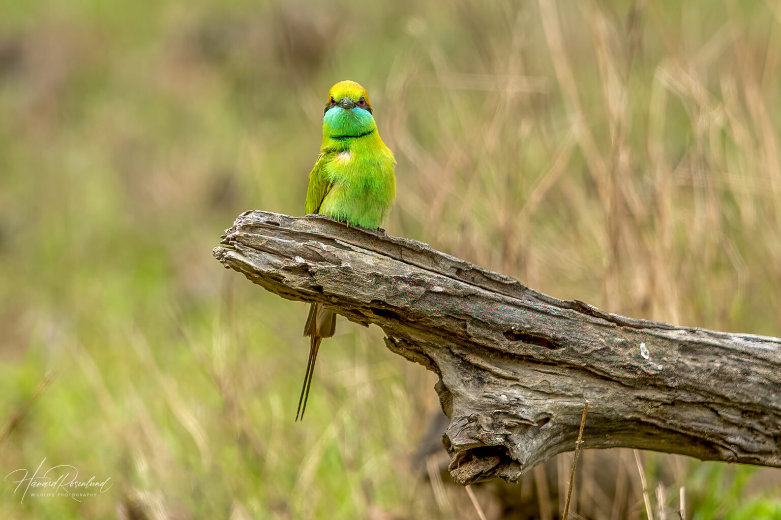 Asian Green Bee-eater (Merops orientalis) @ Kanha National Park, India. Photo: Håvard Rosenlund