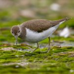 Common Sandpiper (Actitis hypoleucos) @ Fornebu, Norway. Photo: Håvard Rosenlund