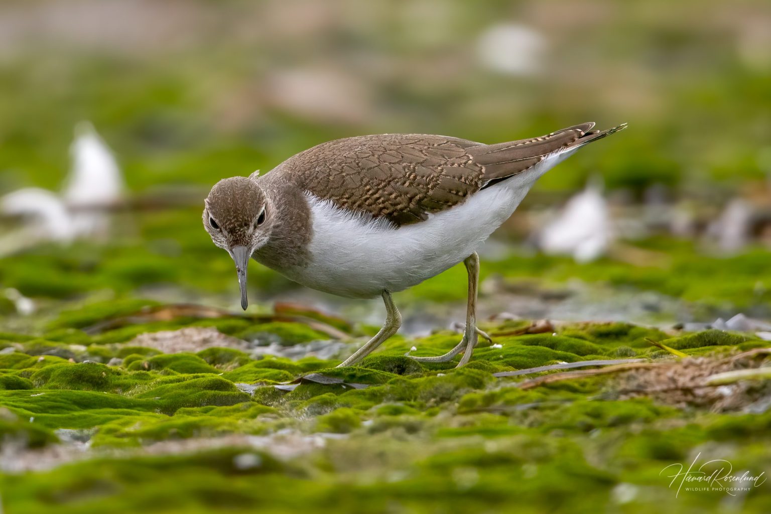 Common Sandpiper (Actitis hypoleucos) @ Fornebu, Norway. Photo: Håvard Rosenlund