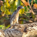 Indian Grey Hornbill (Ocyceros birostris) @ Bandhavgarh National Park, India. Photo: Håvard Rosenlund