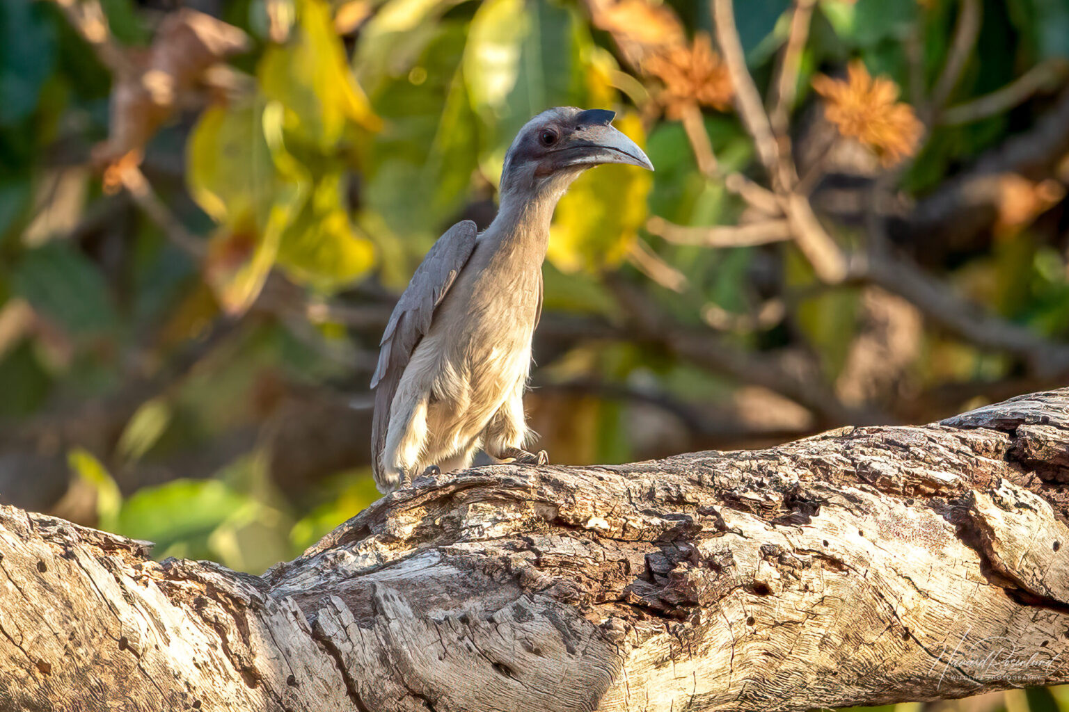 Indian Grey Hornbill (Ocyceros birostris) @ Bandhavgarh National Park, India. Photo: Håvard Rosenlund