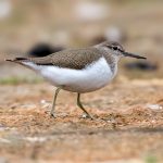 Common Sandpiper (Actitis hypoleucos) @ Fornebu, Norway. Photo: Håvard Rosenlund