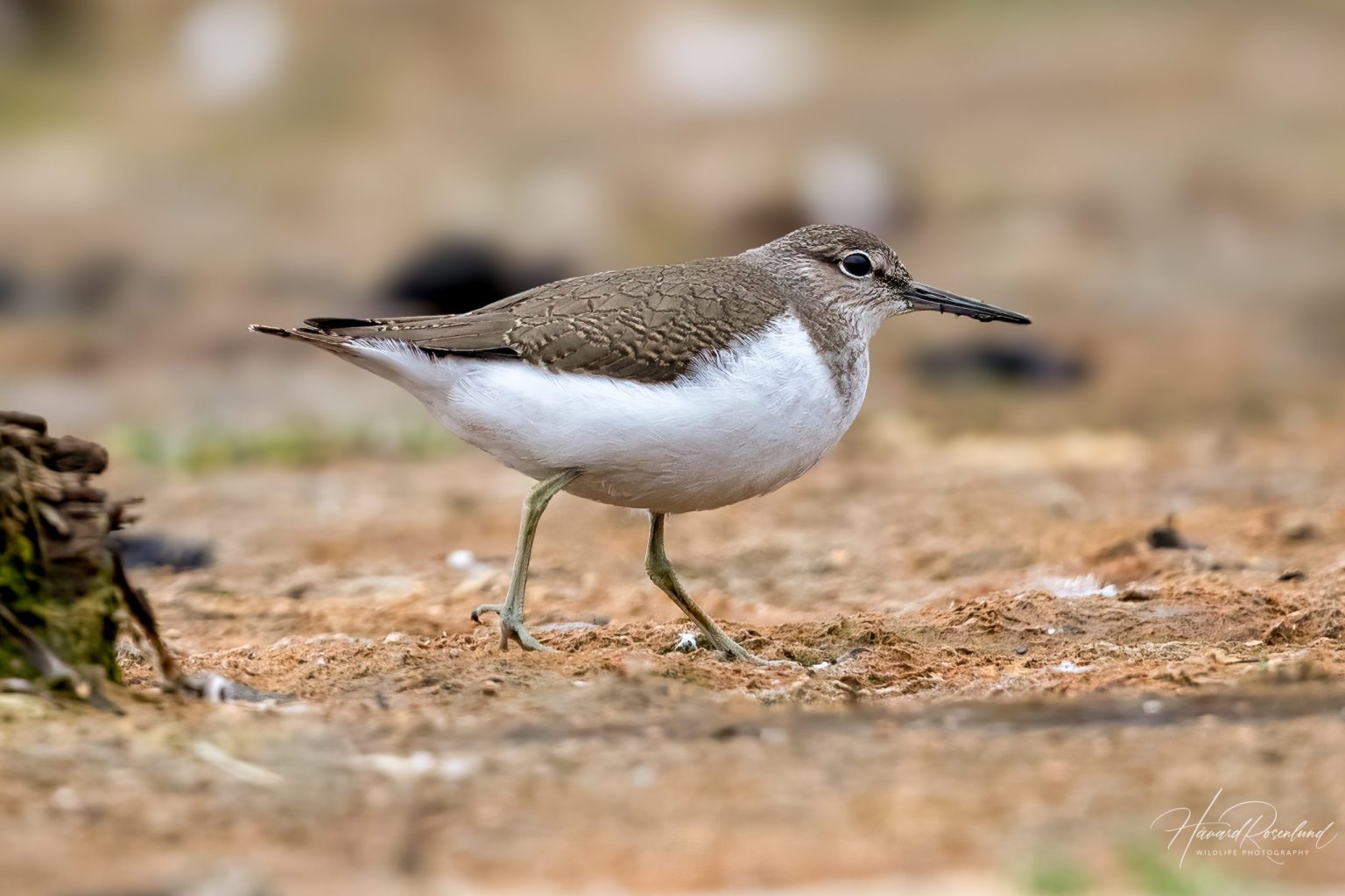 Common Sandpiper (Actitis hypoleucos) @ Fornebu, Norway. Photo: Håvard Rosenlund