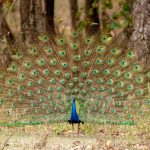 Indian Peafowl (Pavo cristatus) @ Kanha National Park, India. Photo: Håvard Rosenlund