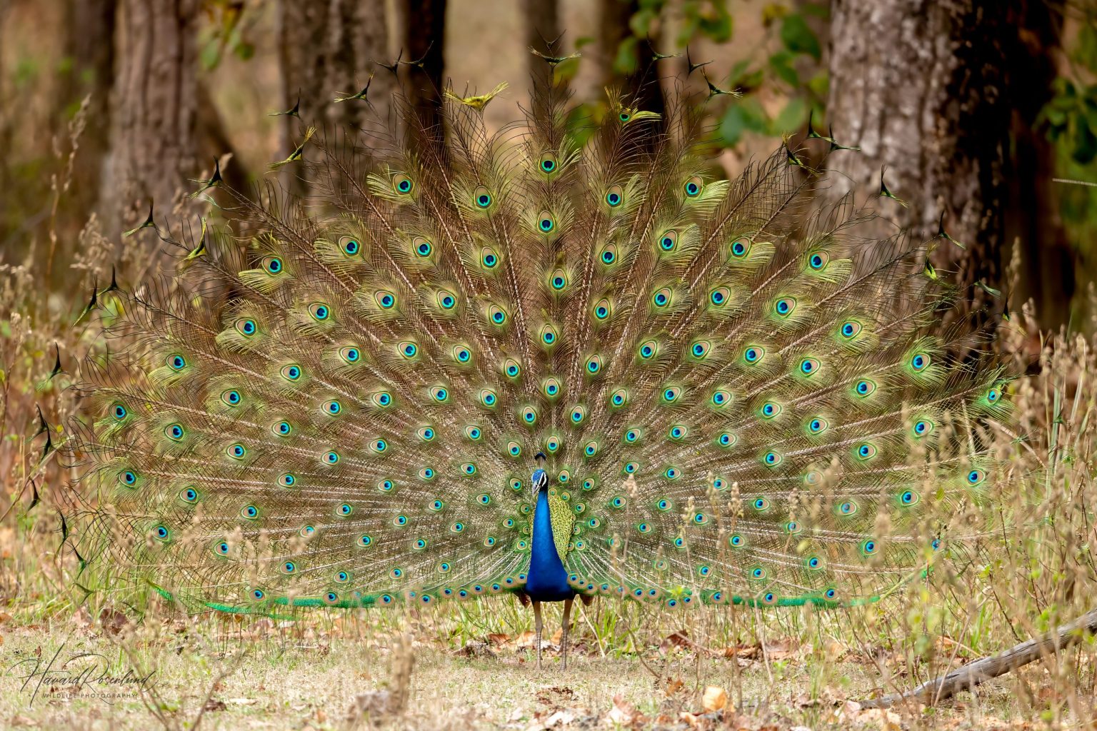 Indian Peafowl (Pavo cristatus) @ Kanha National Park, India. Photo: Håvard Rosenlund