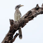 Indian Grey Hornbill (Ocyceros birostris) @ Kanha National Park, India. Photo: Håvard Rosenlund