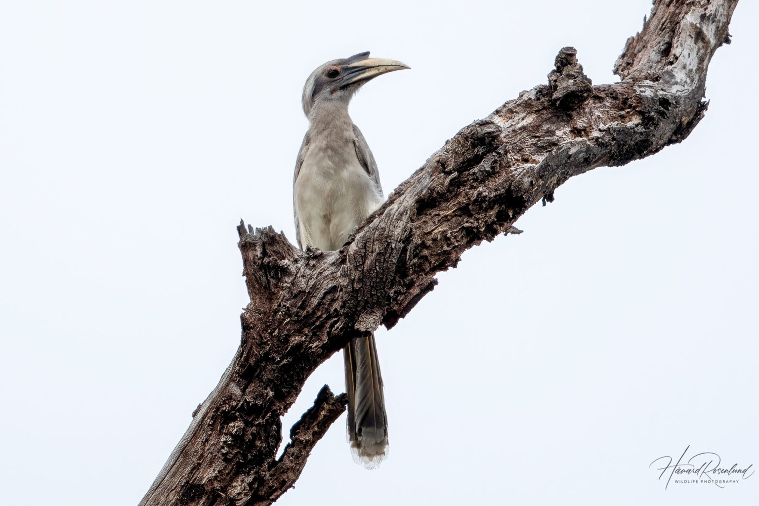 Indian Grey Hornbill (Ocyceros birostris) @ Kanha National Park, India. Photo: Håvard Rosenlund