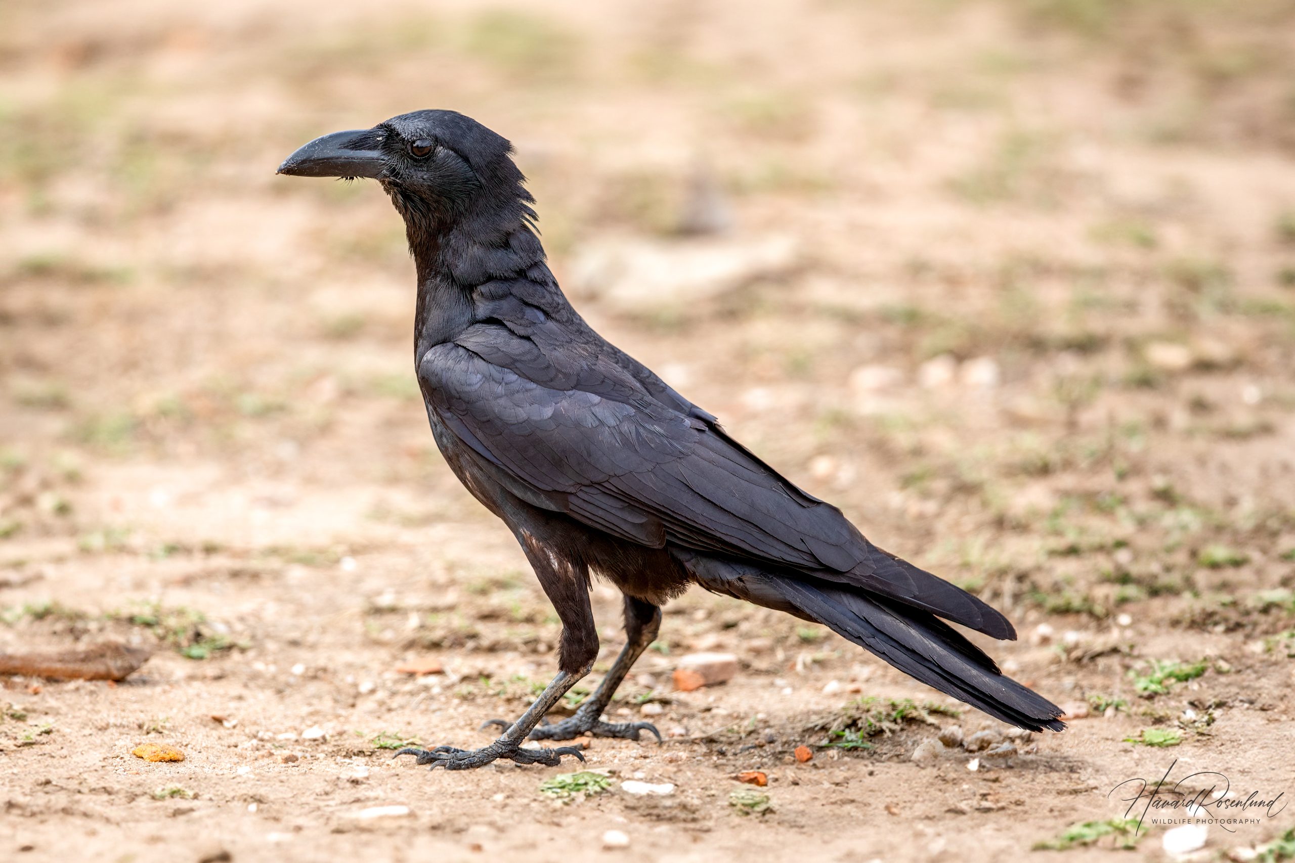 Tykknebbkråke (Corvus macrorhynchos) @ Pench National Park, India. Foto: Håvard Rosenlund