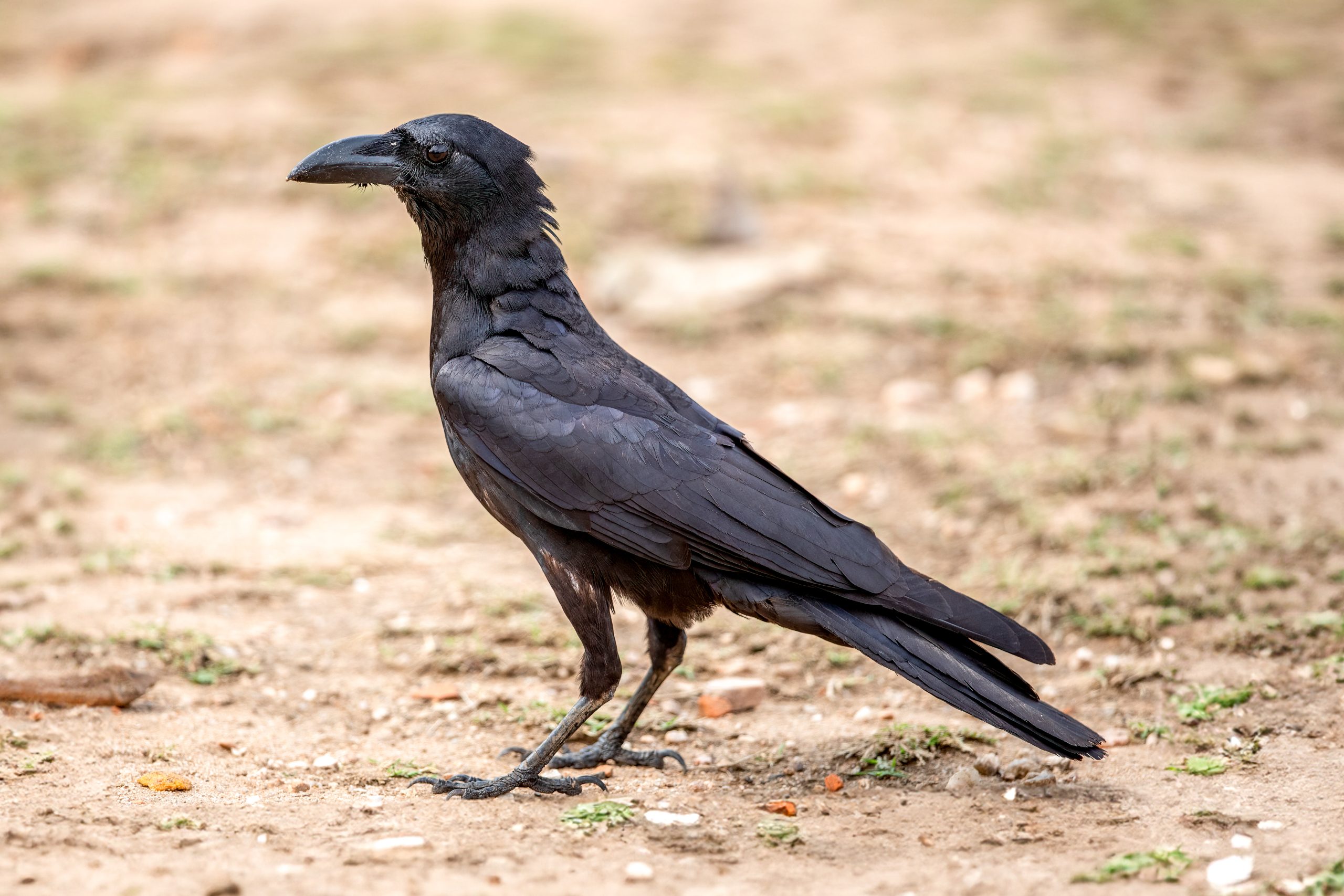 Tykknebbkråke (Corvus macrorhynchos) @ Pench National Park, India. Foto: Håvard Rosenlund