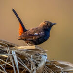Indian Robin (Copsychus fulicatus) @ Bandhavgarh National Park, India. Photo: Håvard Rosenlund