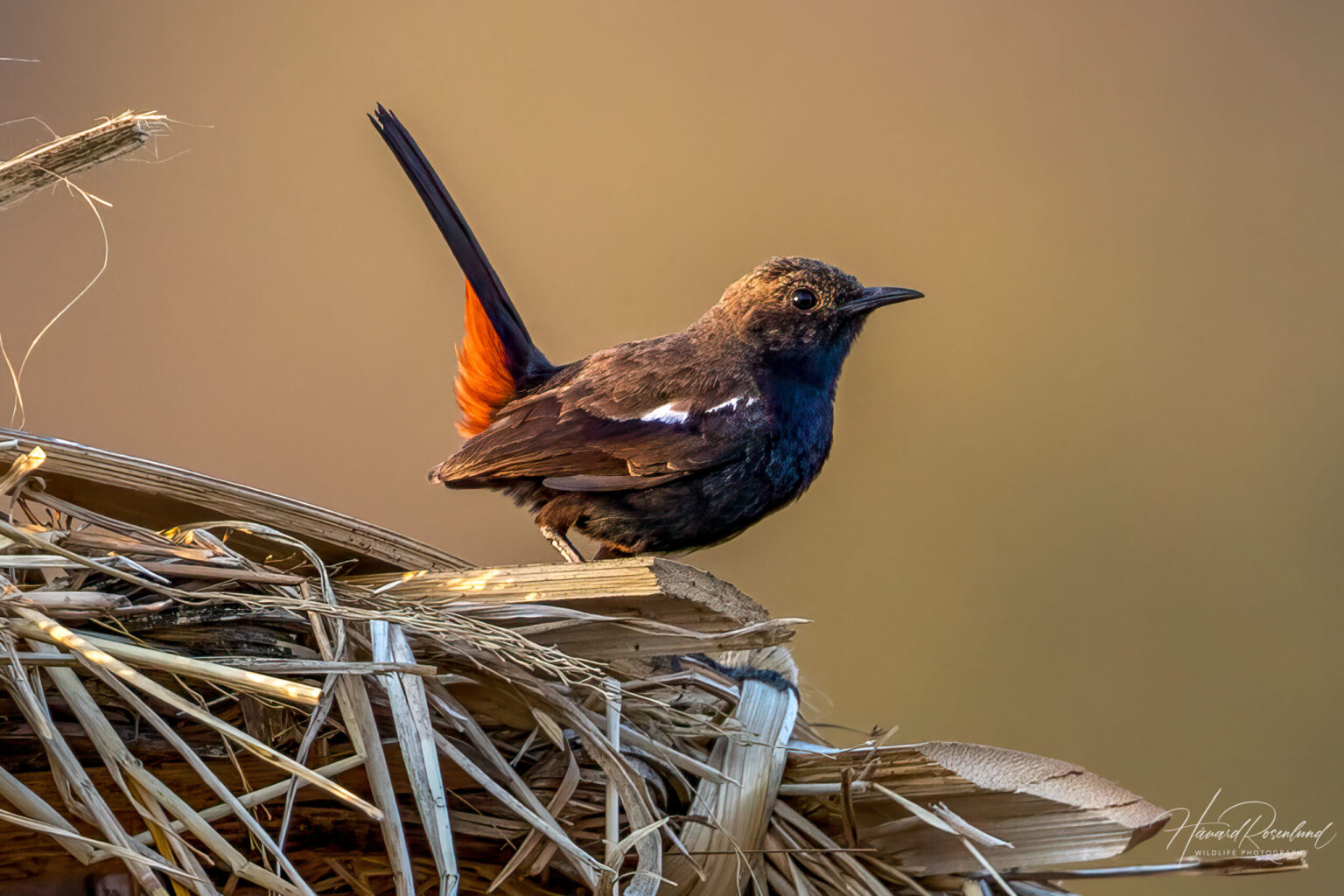 Indian Robin (Copsychus fulicatus) @ Bandhavgarh National Park, India. Photo: Håvard Rosenlund