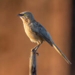 Large Grey Babbler (Argya malcolmi) @ Bandhavgarh National Park, India. Photo: Håvard Rosenlund
