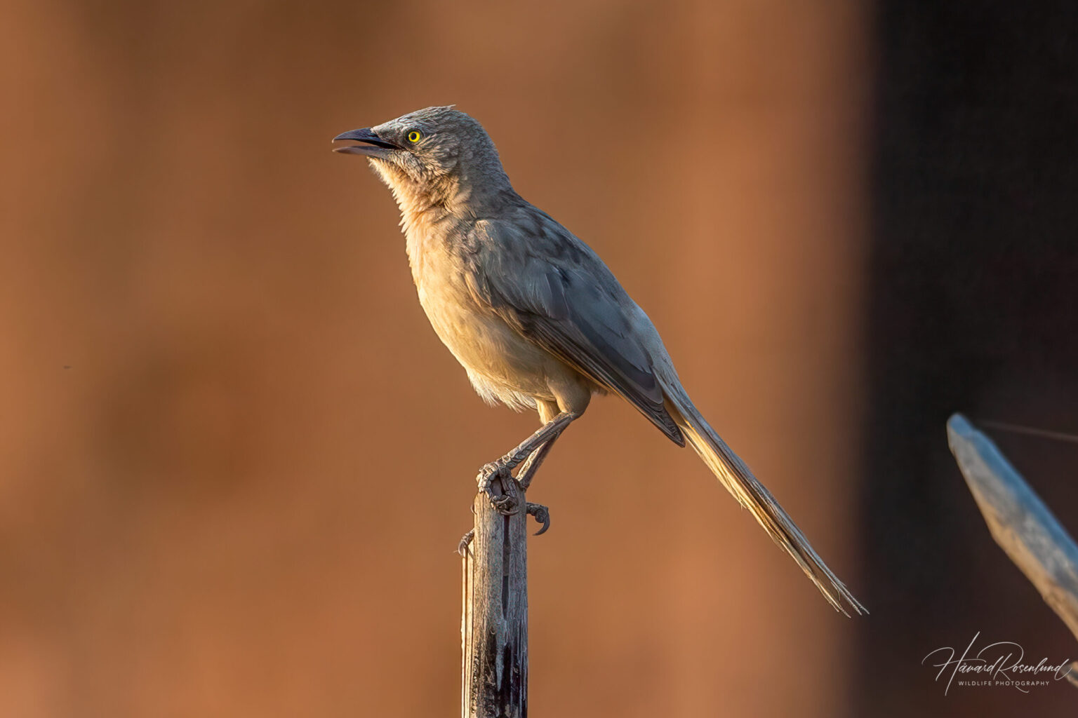 Large Grey Babbler (Argya malcolmi) @ Bandhavgarh National Park, India. Photo: Håvard Rosenlund