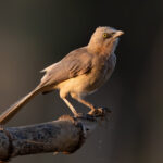 Large Grey Babbler (Argya malcolmi) @ Bandhavgarh National Park, India. Photo: Håvard Rosenlund