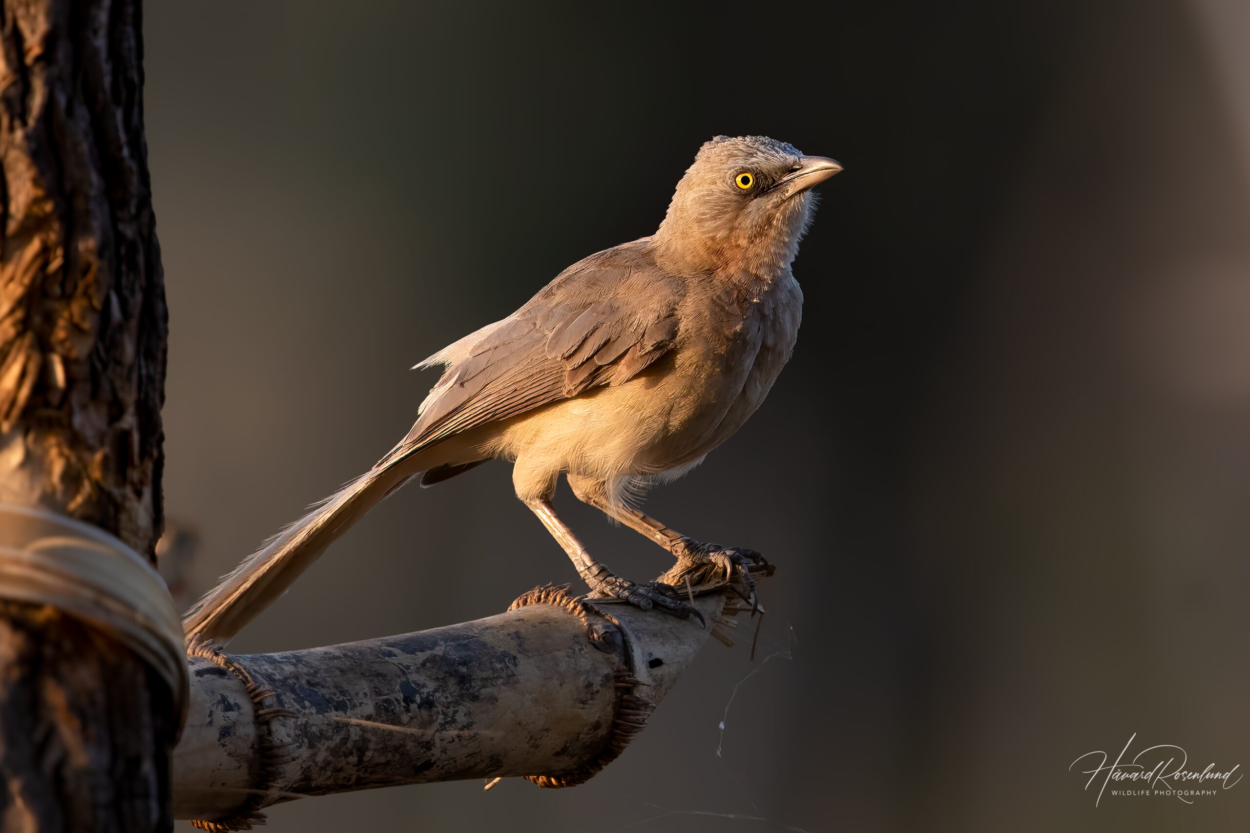 Gråskriketrost (Argya malcolmi) @ Bandhavgarh National Park, India. Foto: Håvard Rosenlund