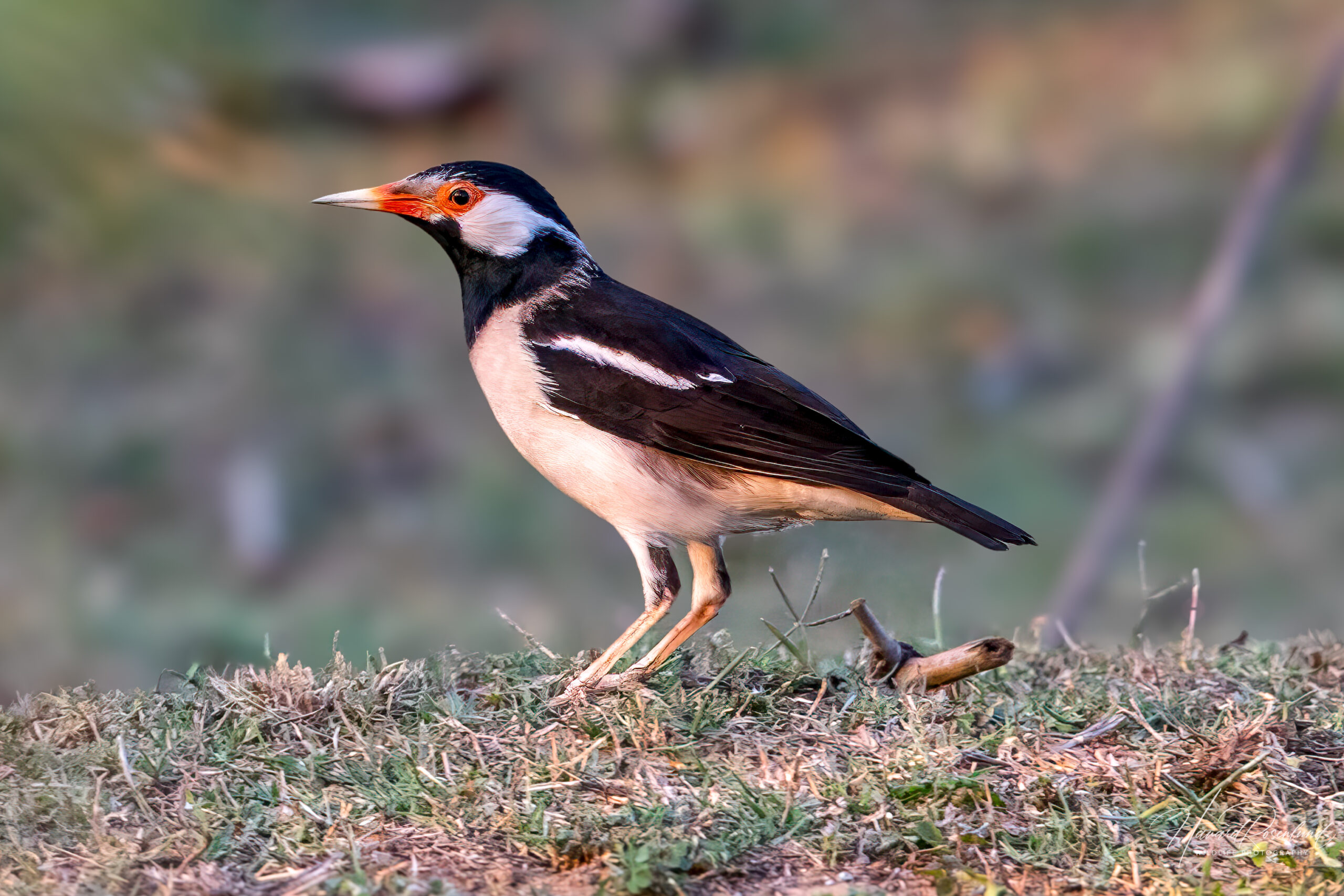 Svartstrupestær (Gracupica contra) @ Bandhavgarh National Park, India. Foto: Håvard Rosenlund