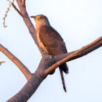 Common Hawk-Cuckoo (Hierococcyx varius) @ Bandhavgarh National Park, India. Photo: Håvard Rosenlund