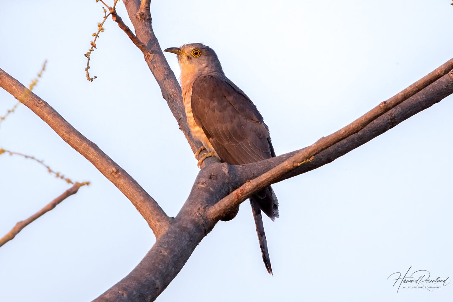 Common Hawk-Cuckoo (Hierococcyx varius) @ Bandhavgarh National Park, India. Photo: Håvard Rosenlund
